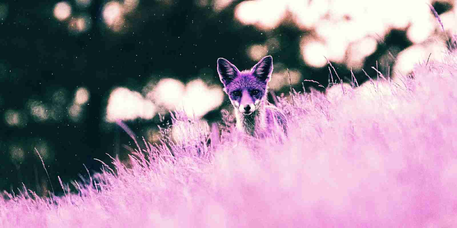 Purple Fox Malware Worms Its Way Into Exposed Windows Systems