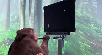 Watch: Monkey Uses Elon Musk’s Neuralink To Play Pong With Its Mind