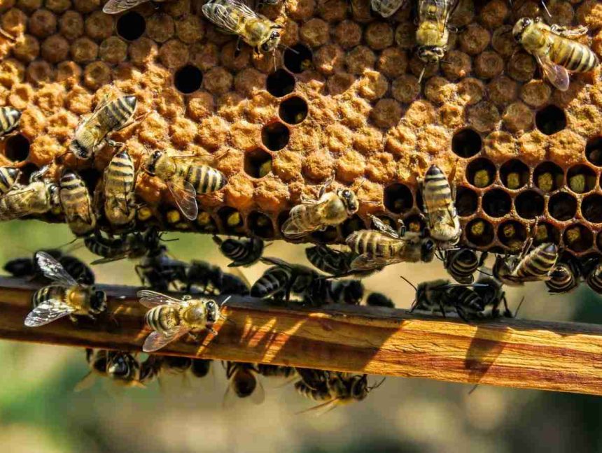 Honeypot Experiment Reveals What Hackers Want from IoT Devices