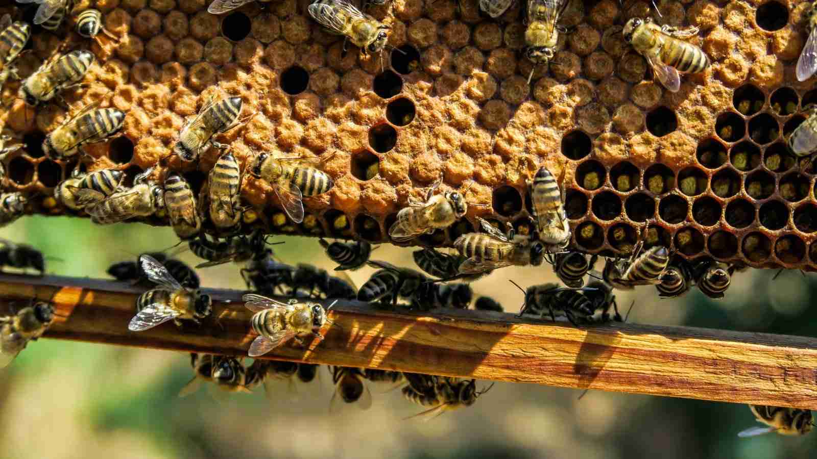 Honeypot Experiment Reveals What Hackers Want from IoT Devices