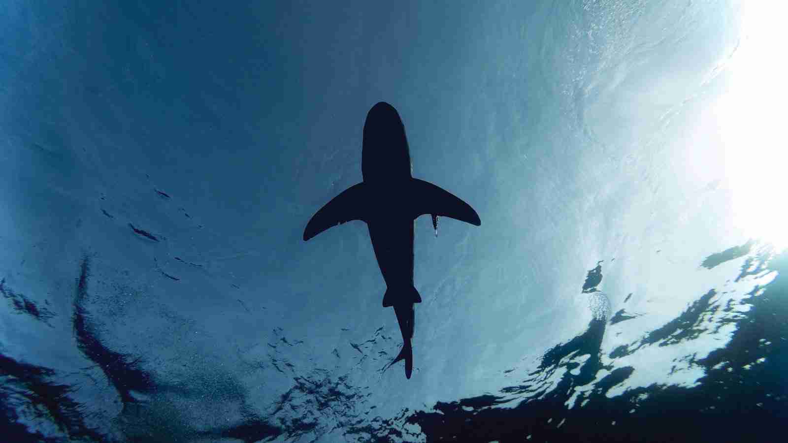 OpenSea Users Lose $2 million Worth of NFTs in Phishing Attack