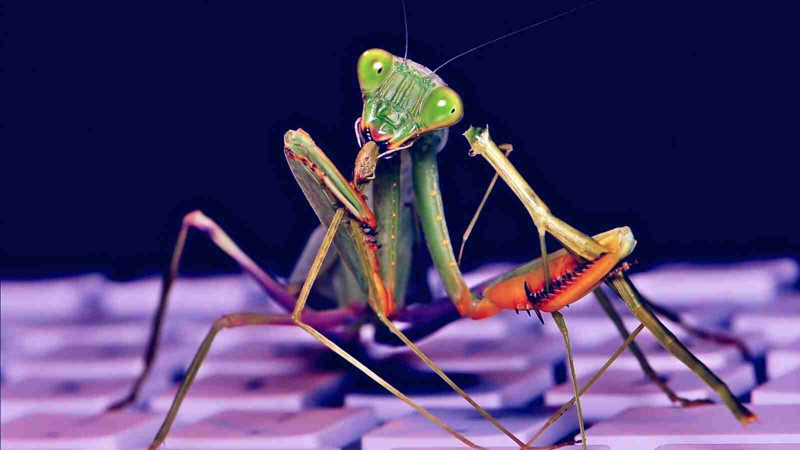 Roaming Mantis Android Malware Campaign Sets Sights on Europe